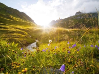 Urner Berglandschaft mit Fluss sowie Blumen im Fokus, im Hintergrund die Bergkulisse